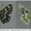 musch cribrellum male volg12